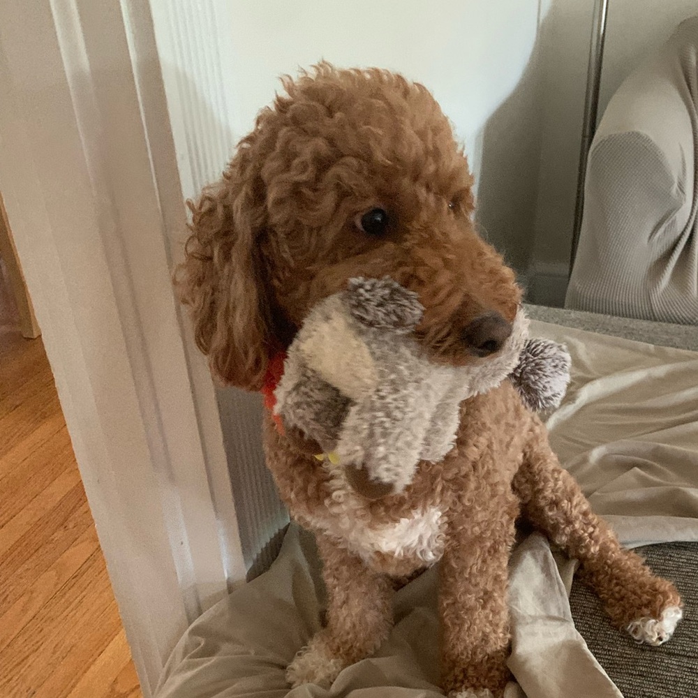 Meet your Posher, Ming